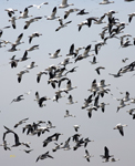 Snow Geese 6414